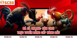 Đá Gà Online- Sân Chơi Trực Tuyến Đẳng Cấp Hàng Đầu