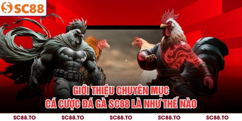 Giới thiệu chuyên mục cá cược đá gà SC88 là như thế nào